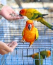 A Hand feeding a Parrot Royalty Free Stock Photo
