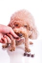 Hand feeding pet dog with chewable to protect from heartworm