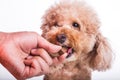 Hand feeding pet dog with chewable to protect from heartworm