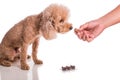 Hand feeding pet dog with chewable to protect from heartworm