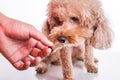 Hand feeding pet dog with chewable to protect from heartworm