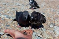 Hand feeding pigeons on the beach. Royalty Free Stock Photo