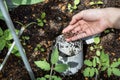 Hand feeding red wrigglers earthworms into worm tower for vermicomposting Royalty Free Stock Photo