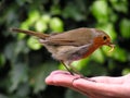 Hand Feeding a Robin Redbreast Royalty Free Stock Photo