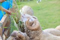 Hand feeding ruzi grass for merino sheep in farm Royalty Free Stock Photo