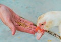 Hand feeding seed for duck closed up shot Royalty Free Stock Photo