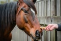 hand feeding a special birthday treat to a smiling horse Royalty Free Stock Photo