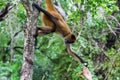 Hand feeding a spider monkey