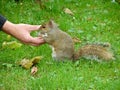 Hand feeding a squirrel.