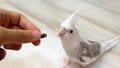 Feeding treats to pet cockatiel Royalty Free Stock Photo