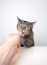 Hand feeding tabby cat with treat Royalty Free Stock Photo