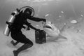 Hand Feeding Tiger Shark with Bait in Bahamas