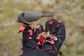 Feeding a tufted titmouse with a mixed of wild seeds and the gloves decorated for Valentine\'s Day Royalty Free Stock Photo