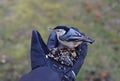 Hand-feeding a white-breasted nuthatch with the mixed of wild seeds and sunflower seeds in the winter