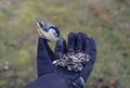 Hand-feeding a white-breasted nuthatch with a mixed of wild seeds and sunflower seeds during winter