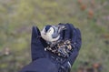 Hand-feeding a white-breasted nuthatch with the mixed of wild seeds and sunflower seeds