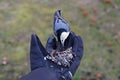 Hand-feeding a white-breasted nuthatch with the mixed of wild seeds and sunflower seeds in the winter