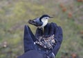 Hand-feeding a white-breasted nuthatch with the mixed of wild seeds and sunflower seeds in the winter Royalty Free Stock Photo