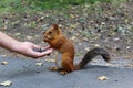 Hand feeds squirrel with sunflower seeds.