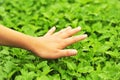 Hand feel motherwort herb