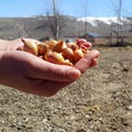 The hand of a female farmer holds a handful of small orange bulbs for planting. Planting season. Agricultural work.