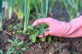 Hand Of Female Gardener Weeding Weeds In Vegetable Garden.