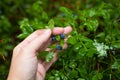 Hand Female Harvesting Berries Of Blueberry Vaccinium Myrtillus Royalty Free Stock Photo