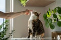 Hand of female owner playing with fluffy cute cat touches nose with finger. Pet lovers.