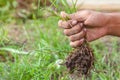 Hand of female pull grass from vegetable garden.selective focus. Royalty Free Stock Photo