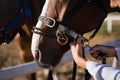 Hand of female vet adjusting horse bridle at barn