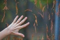 Hand on the fence decorated with dried sprigs