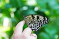 Hand finger Rice Paper butterfly Idea leuconoe Royalty Free Stock Photo