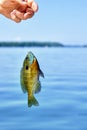 Hand of fisherman holding caught fish Royalty Free Stock Photo