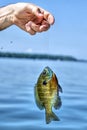 Hand of fisherman holding caught fish 2 Royalty Free Stock Photo