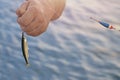 Hand of Fisherman is holding just caught fish Royalty Free Stock Photo