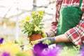 Hand of a florist holding beautiful potted yellow petunias