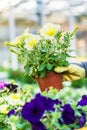 Hand of a florist holding beautiful potted yellow petunias