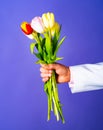 Hand with flowers. A man gives tulips. Colored tulip in the hand of a gentleman for a lady. Romantic gift. Date. Flower Royalty Free Stock Photo