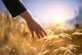 Hand flowing gently over grass with sunset in the background