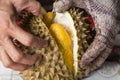 Hand force opening musang king durian variety with yellow flash Royalty Free Stock Photo