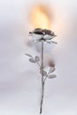 Hand forged rose. Rose handmade forged from metal on a white back Royalty Free Stock Photo
