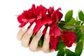 Hand with french manicure holding a red rose flower Royalty Free Stock Photo