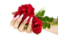 Hand with french manicure holding a red rose flower Royalty Free Stock Photo