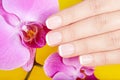Hand with french manicured nails and orchid flowers Royalty Free Stock Photo