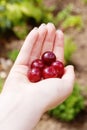 Hand with fresh cherries
