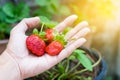 Hand with fresh strawberries collected