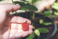 Hand with fresh strawberry collected in the garden. Growing strawberries Royalty Free Stock Photo
