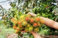 Hand and fruit rambutan bunch botanic fresh from farm garden on