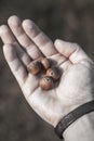 Hand full of acorn Royalty Free Stock Photo