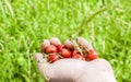 Hand full of cherries Royalty Free Stock Photo